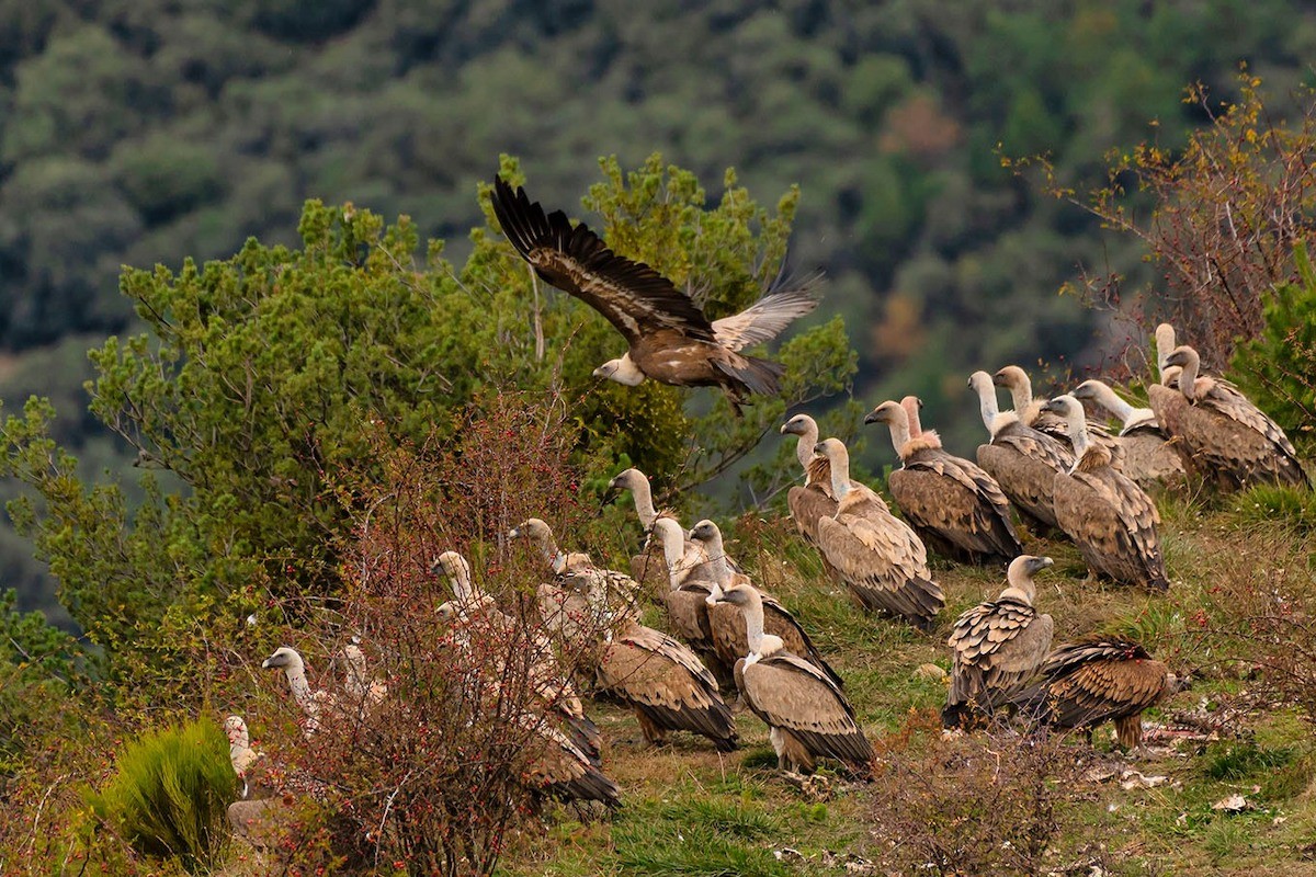 El Parc Natural De L Alt Pirineu Habilita Un Nou Aguait