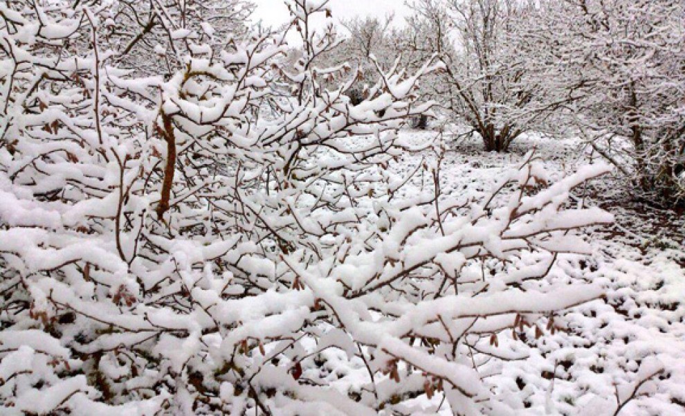 Imatge d'avellaners nevats a Prades.