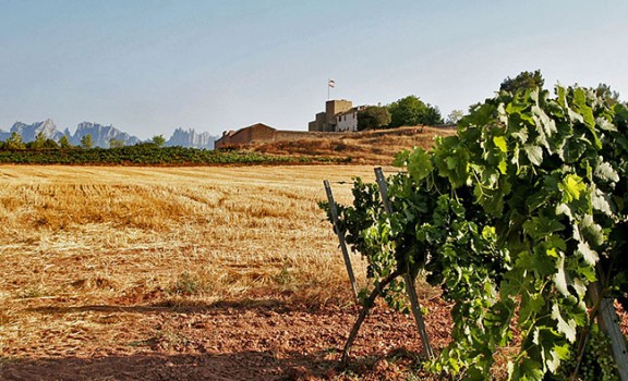 Una vista de la masia fortificada d'Oller del Mas, amb les vinyes en primer pla