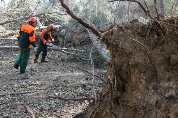 Operaris talant restes d'arbres a la zona del santuari de La Salut