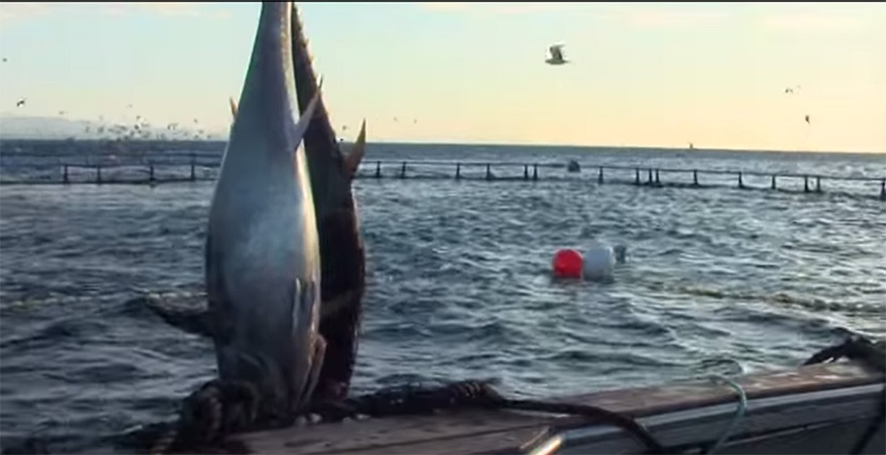 Granja d'engreix de tonyines roges a l'Ametlla de Mar.