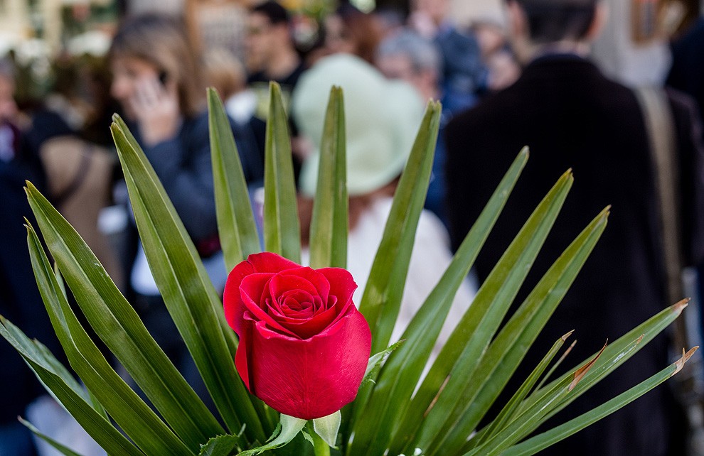 Una rosa, en una diada de Sant Jordi de Sant de les Abadesses