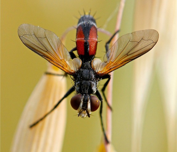 La mosca és un dels insectes protagonistes del projecte.