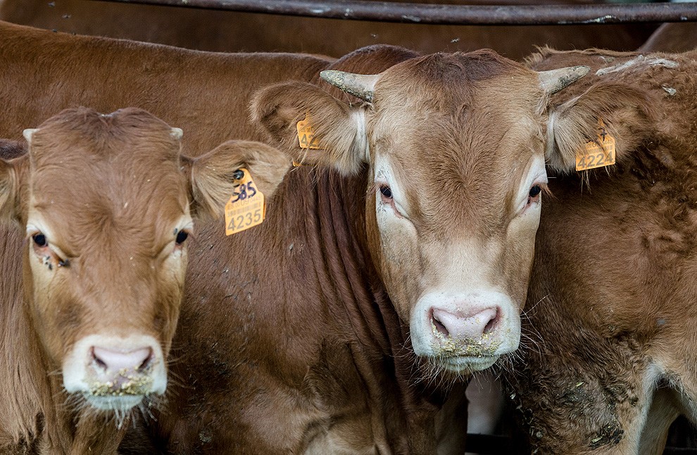 Fins a nou explotacions ramaderes estan afectades per turberculosi bovina