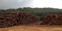 Vés a: Subvencionen 49 projectes de biomassa a la Xarxa de Parcs Naturals