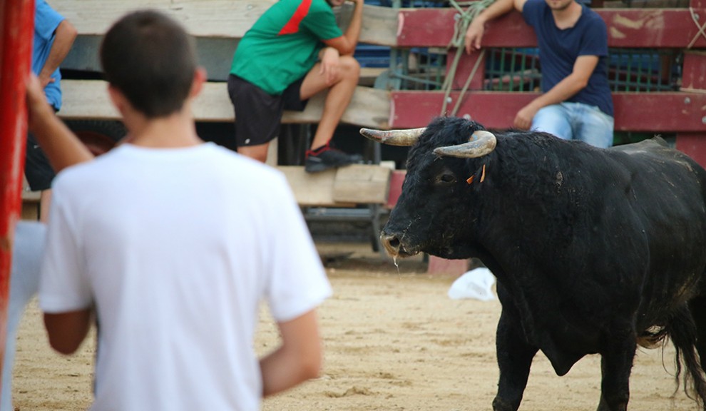Un bou a la plaça de La Ràpita. Foto d'arxiu.