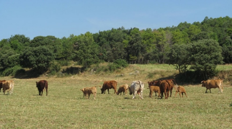 Vaques pasturant en un prat del Pirineu.