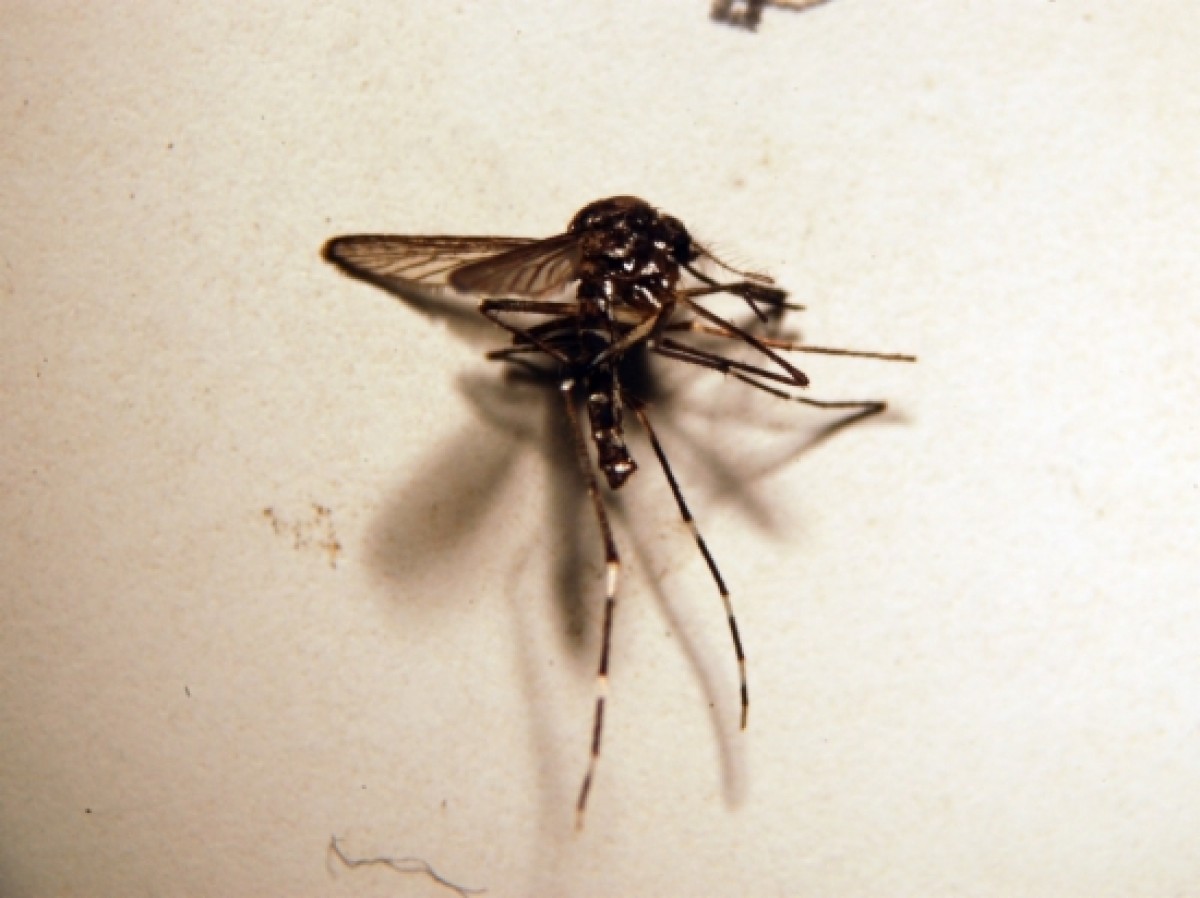 Un exemplar de mosquit tigre, vist a través del microscopi