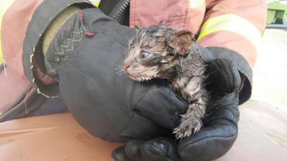 El gat trobat aquest dilluns dins d'un contenidor incendiat