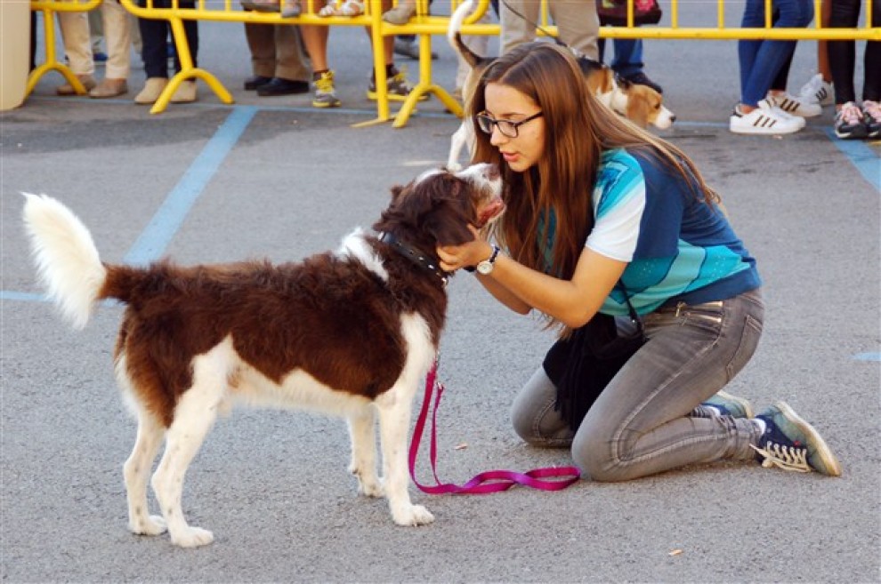 Un dels gossos participants al Concurs popular de Bellesa Canina.