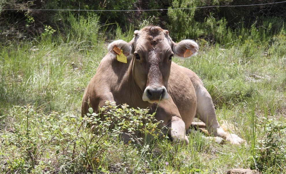 Una vaca pasturant