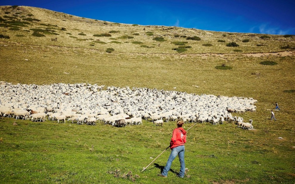 Una pastora amb el seu ramat en un prat del Pirineu
