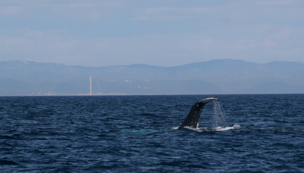 Imatge de la balena amb gep al seu pas per la costa tarragonina
