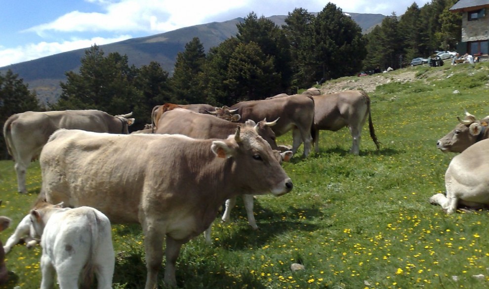 Vaques brunes del Pirineu