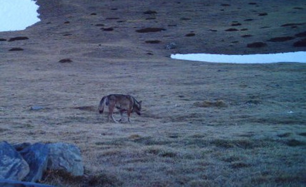 Un llop al Pirineu aquest passat mes de març