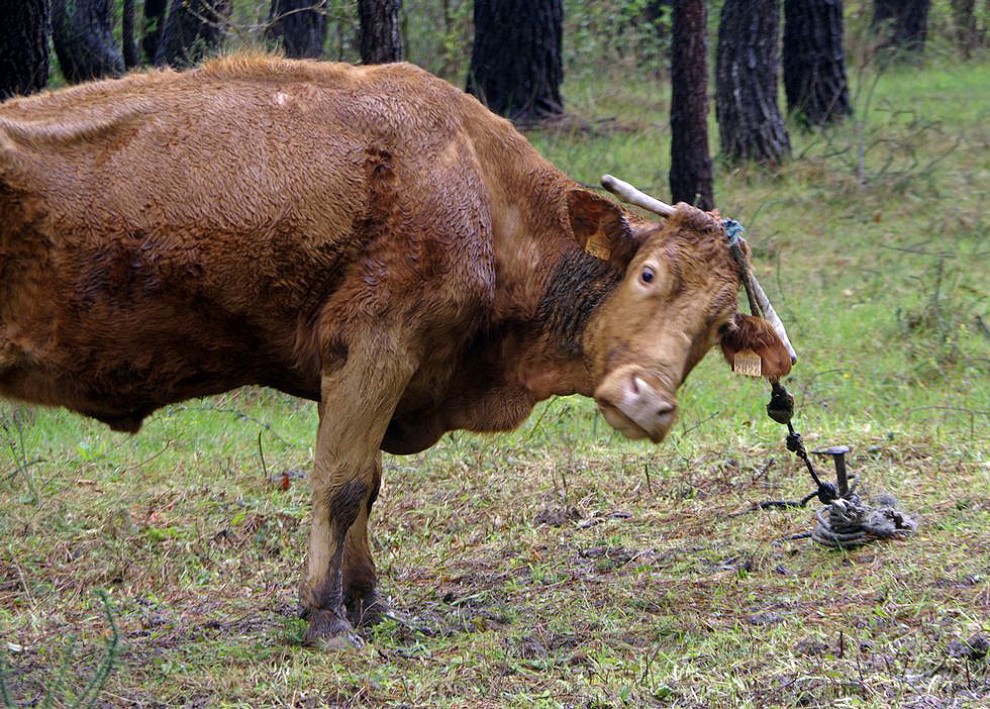 Una de les vaques maltractades a Galícia