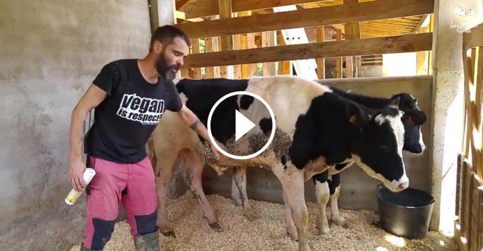 Vídeo de les vaques al Santuari Gaia de Camprodon