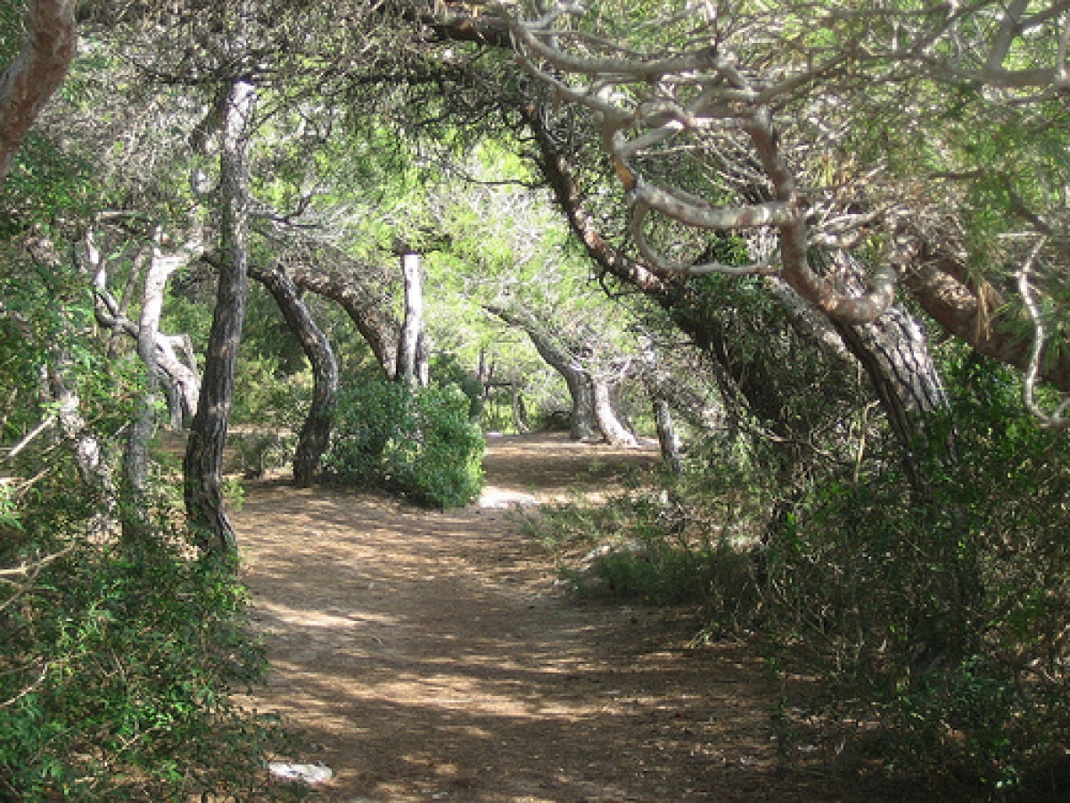 El Bosc de la Marquesa i la resta de l'Anella Verda han esdevingut un atractiu turístic a Tarragona.