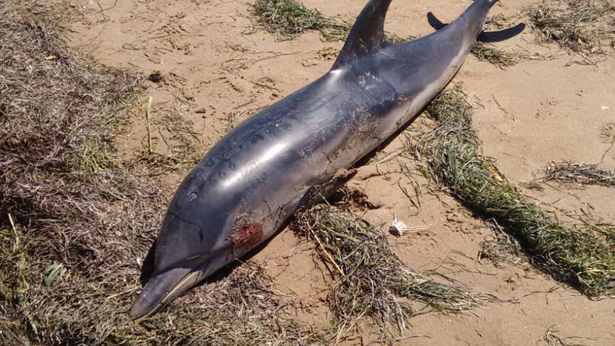 Han trobat un dofí mort a la platja de l'Aluet