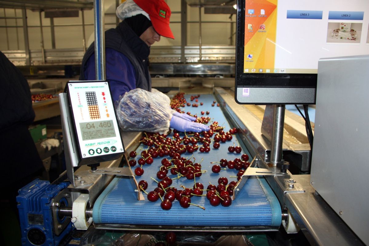 Cerima Cherries de Tivissa exporta el 65% de la seua producció al Regne Unit