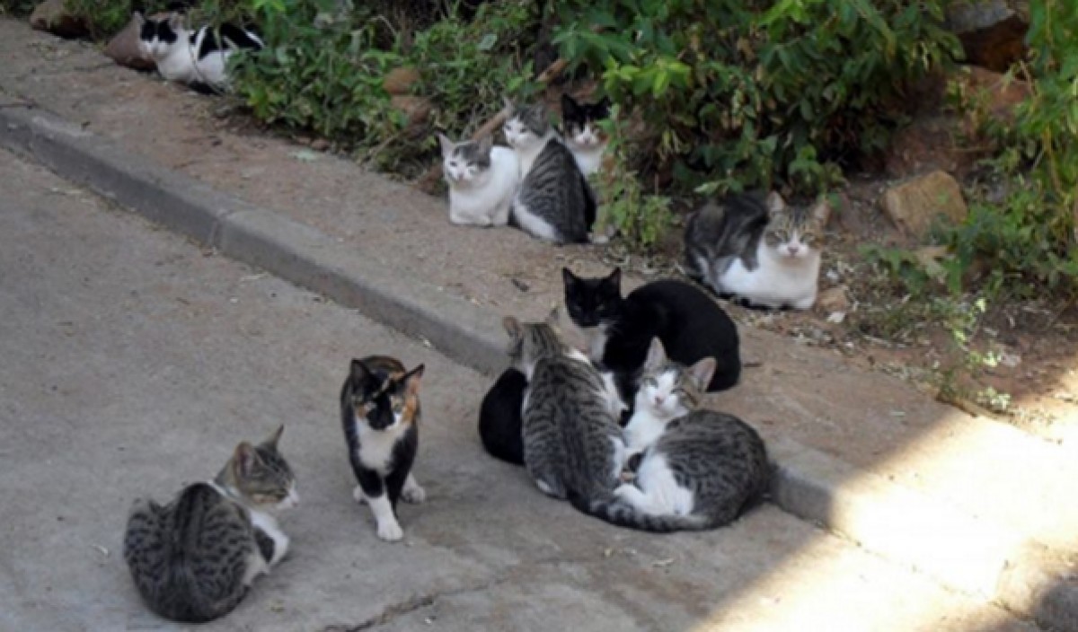 Colònia de gats.