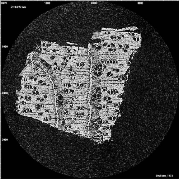  Imatge de micro-CT d’un petit volum del tronc d’Avicennia marina fet a partir de l’escàner SkyScan 1172 MicroCT (Bruker MicroCT, Kontich, Bèlgica). Les reconstruccions en 3D es generen a partir d’un gran nombre d’aquestes imatges de micro-CT.