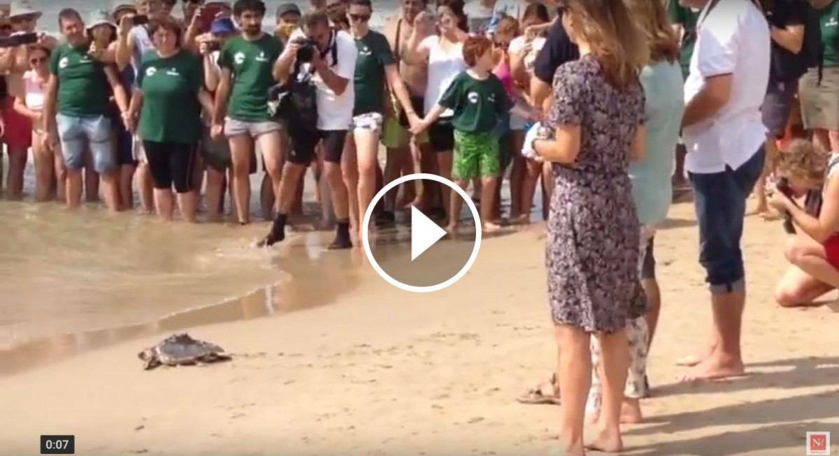 Alliberament de les tortugues babaua