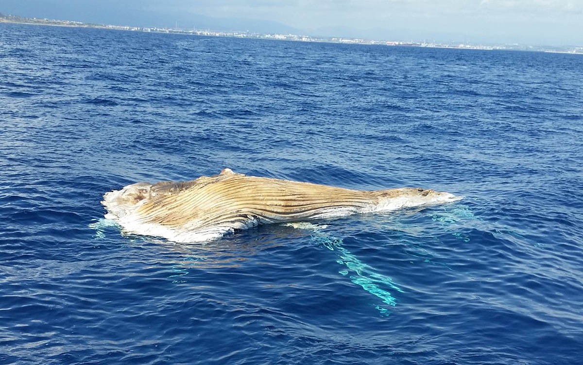 L'exemplar de balena mort trobada a Salou