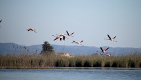 Vés a: Arriba el Delta Birding Festival, la fira ornitològica més important de la Mediterrània