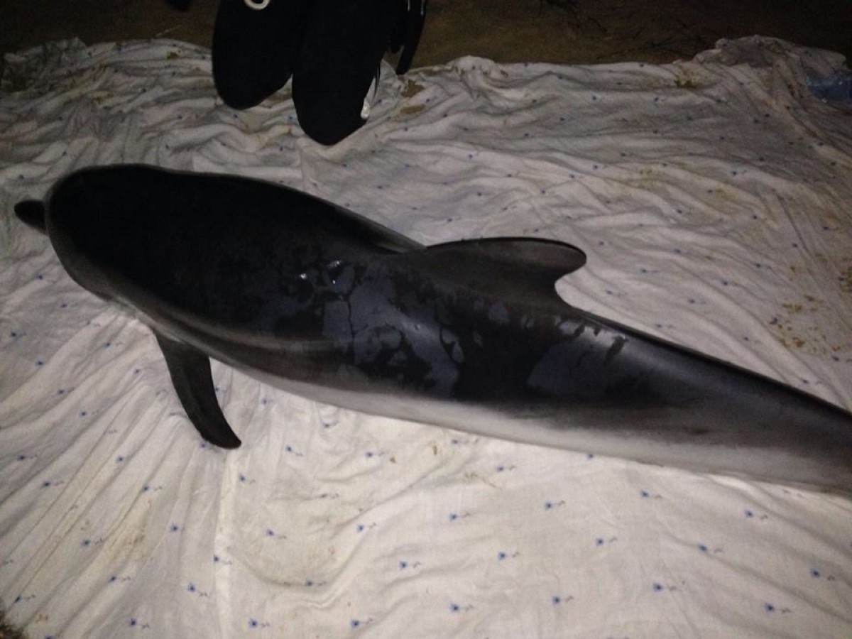 El dofí que va arribar a la platja tarragonina va acabar morint poques hores després