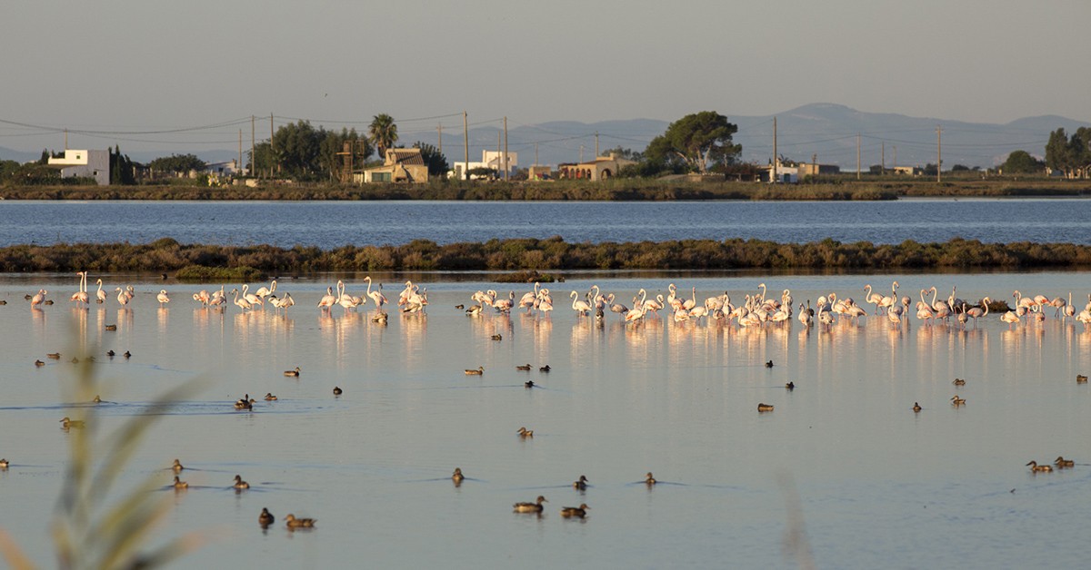 L'observació d'ocells és una de les activitats turístiques que es poden realitzar al Delta. 