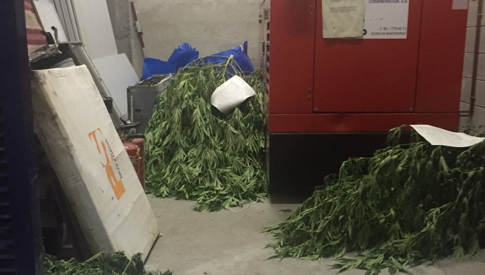 Marihuana dipositada al garatge de la comissaria de Tremp