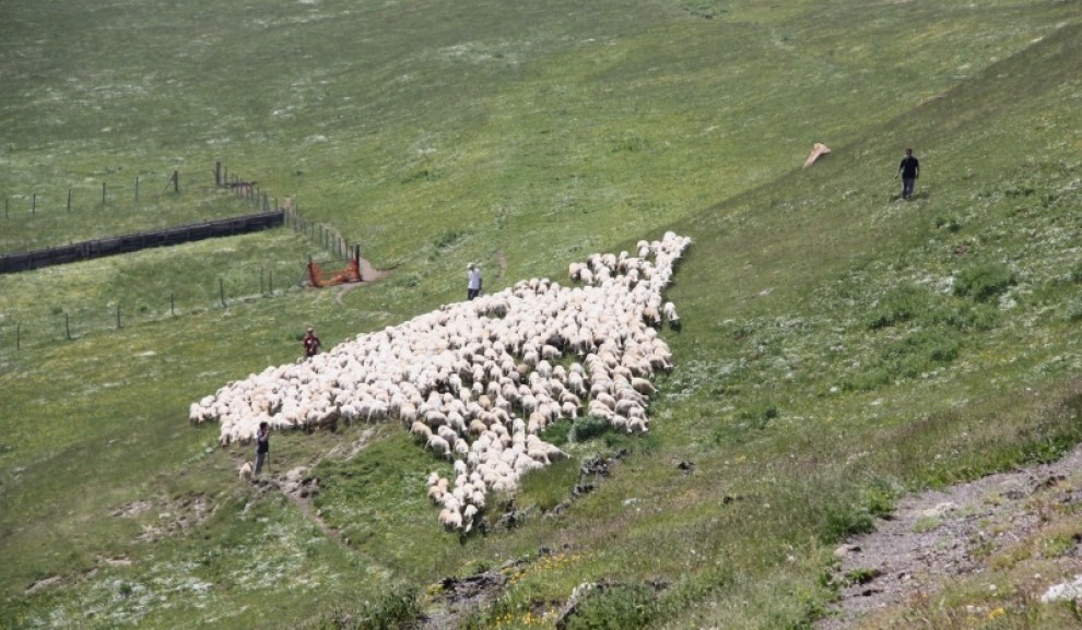 Un ramat fent la transhumància cap a la muntanya al Pallars Sobirà