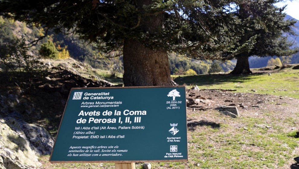 Rètol que ha col·locat el Parc per senyalitzar els arbres