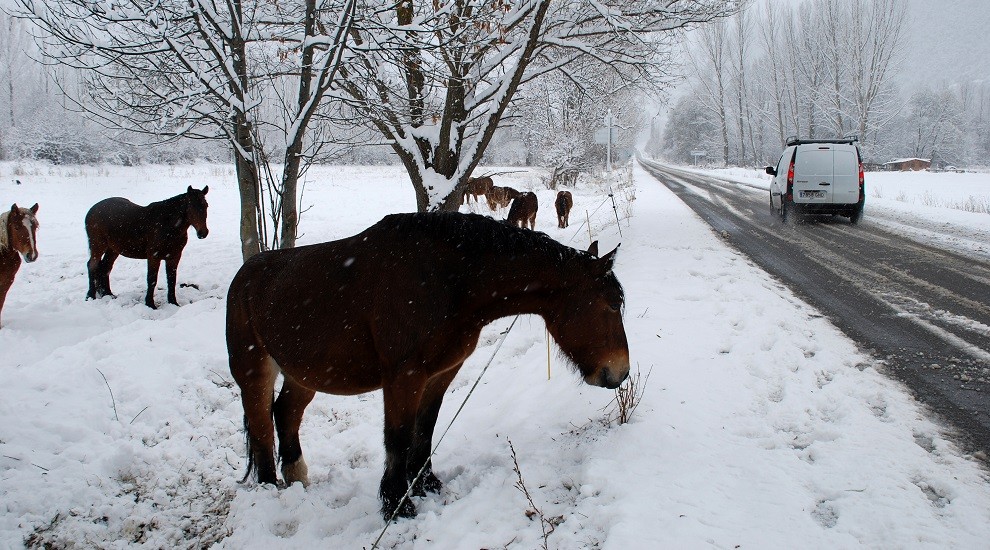 Cavalls en un prat d'Esterri d'Àneu ple de neu