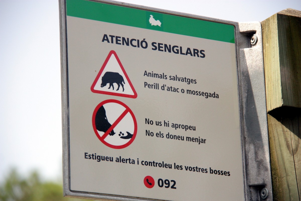Un cartell alerta de la presència de senglars a Collserola 