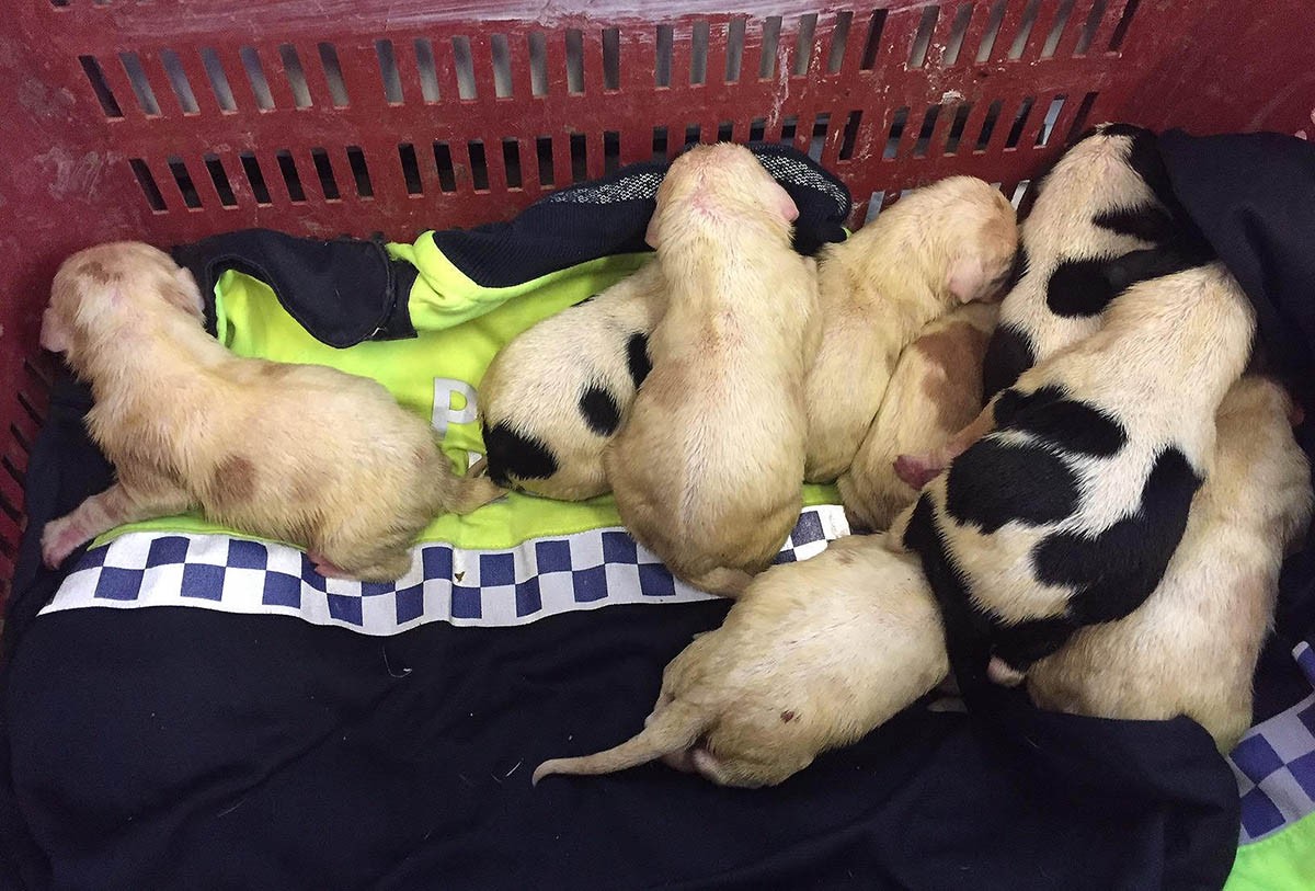 Els cadells de gos trobats en un contenidor de Llagostera