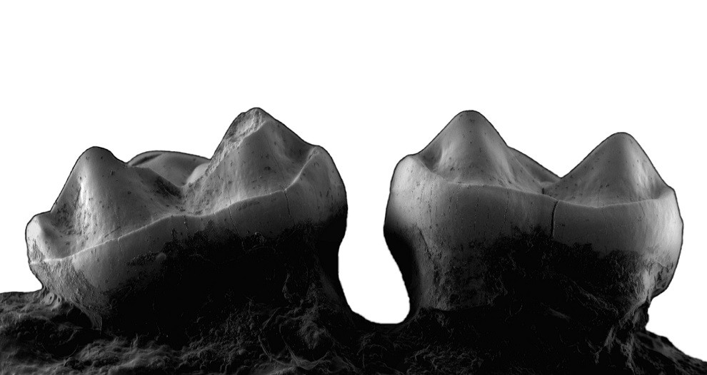 Holotip d'un fragment de maxil·lar de l'espècie amb dues molars