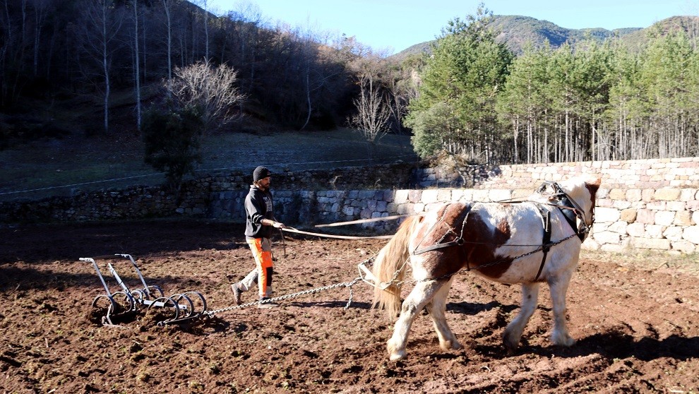 Un cavall fent tasques agrícoles llaurant un camp