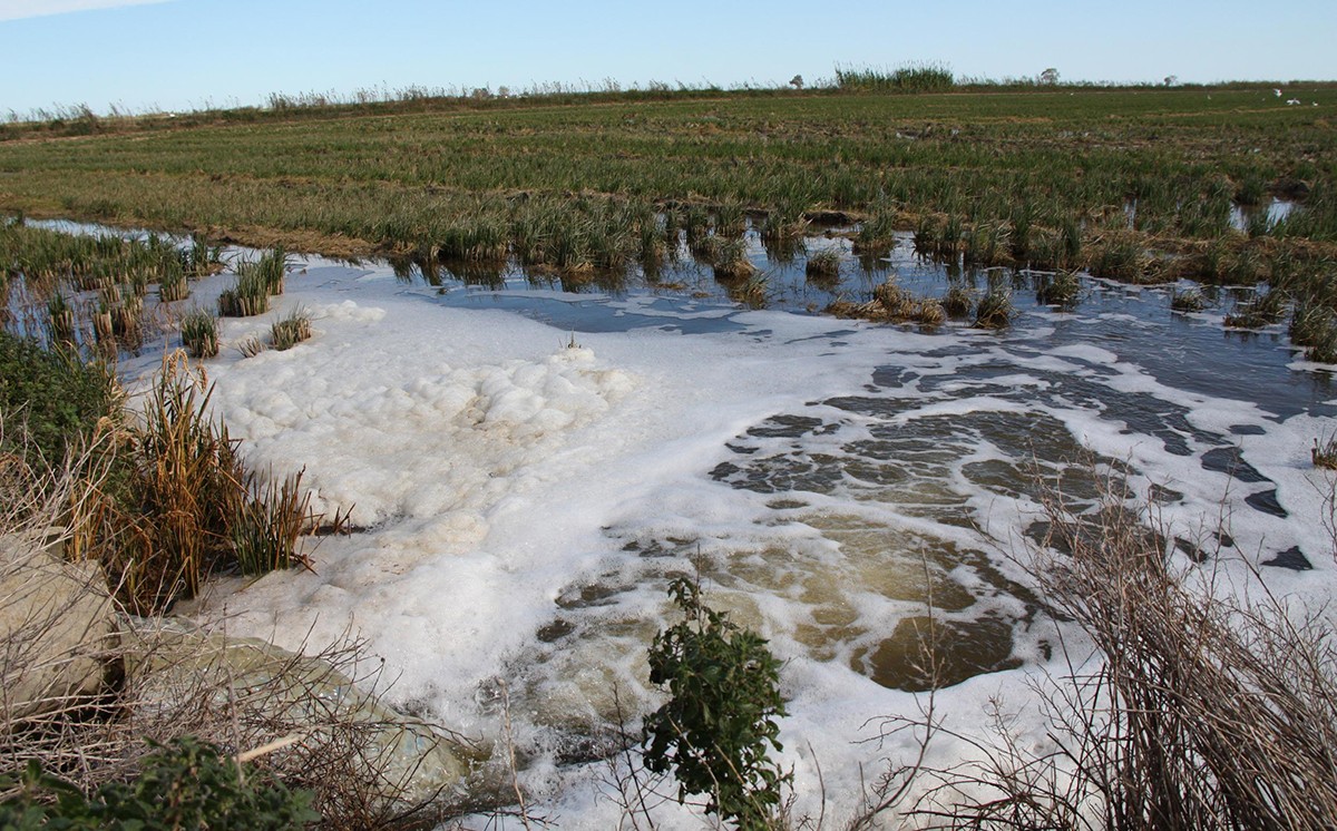 Inundació amb aigua salada per lluitar contra el caragol maçana i complir els requisits dels ajuts agroambientals en un camp d'arròs al terme de Sant Jaume d'Enveja.
