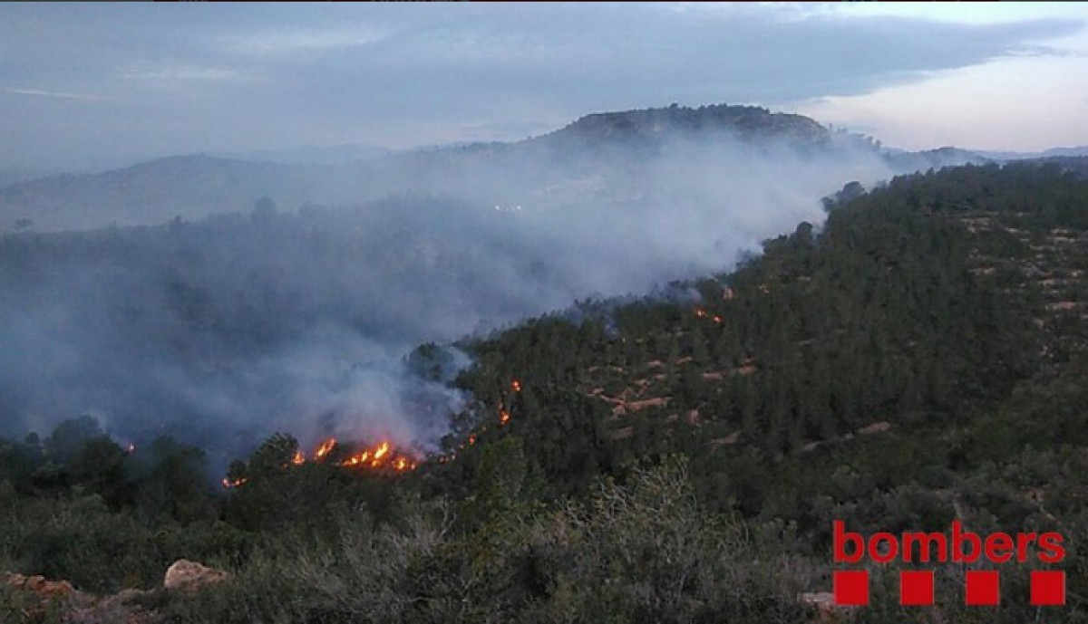 Alguns dels matolls que estan cremant a la zona de Coll dels Rajolers, a Tortosa