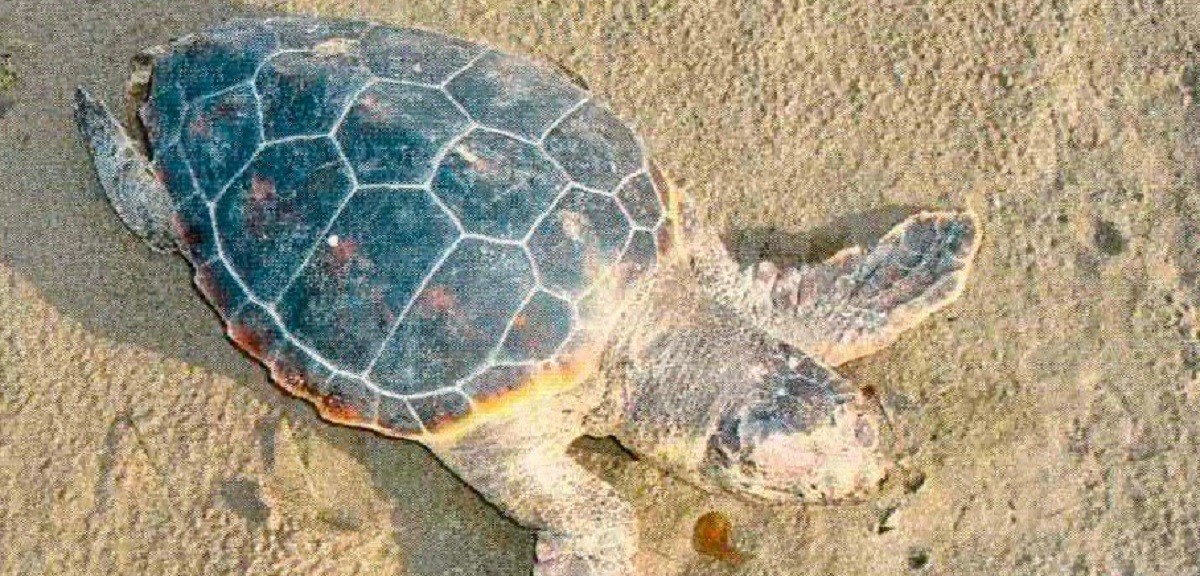 L'exemplar de tortuga babaua que han trobat recentment els Agents Rurals morta a la platja del Trabucador.