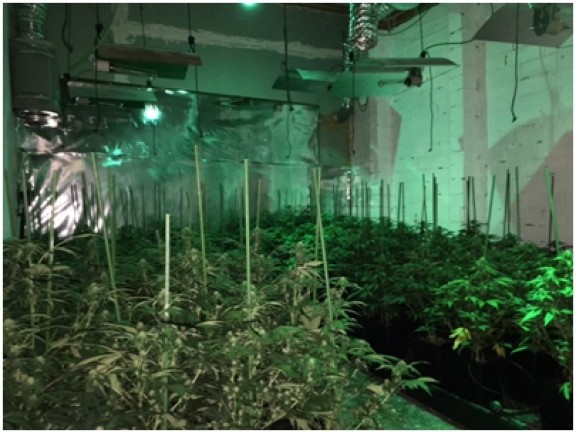 Plantació de marihuana a Sant Celoni