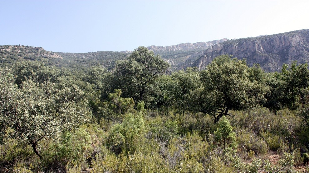 Zona boscosa del Montsec d'Ares afectada per l'estrés hídric.