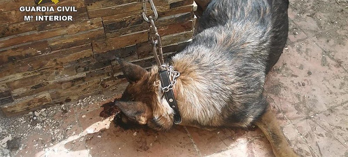 El gos adult bocaterrosa quan va ser trobat per la Guàrdia Civil