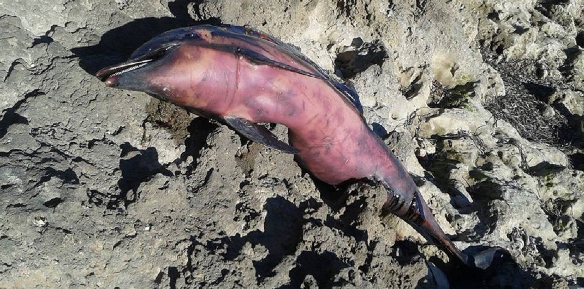 L'exemplar de dofí mascle adult trobat a la cala del Mé del Perelló.