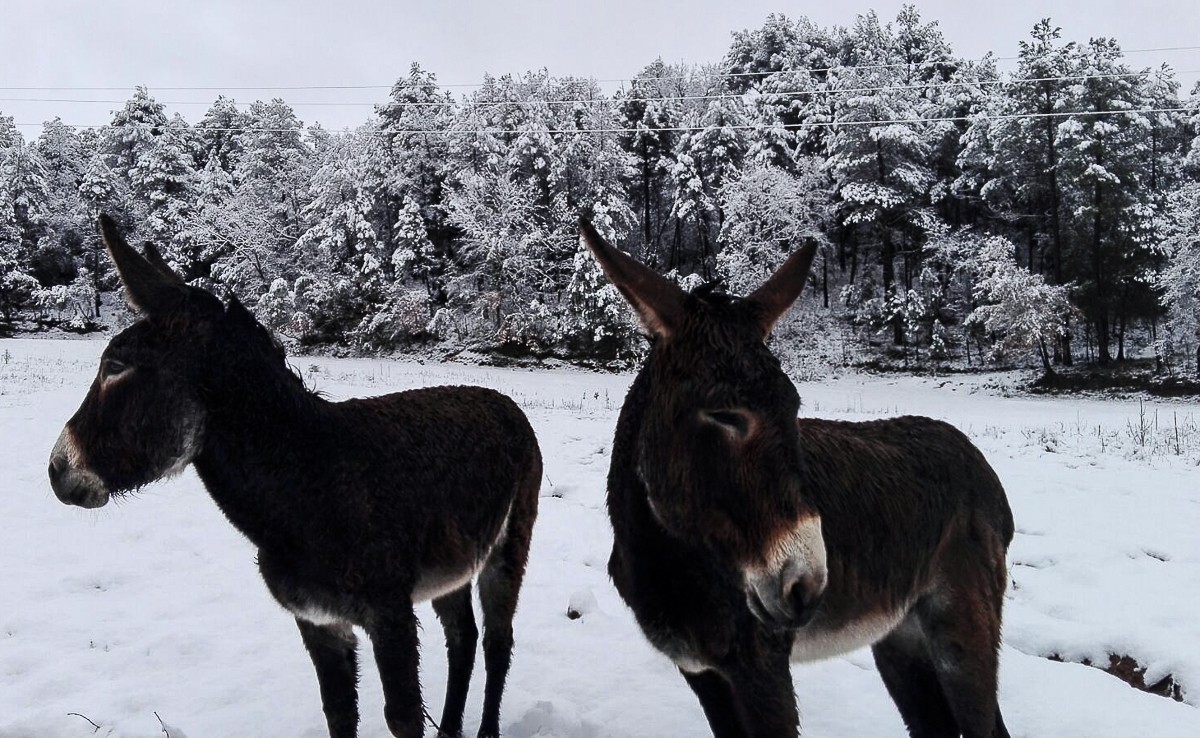 Dos burros catalans sota la neu a la zona de Torremagra, a Santa Maria d'Oló (Moianès)
