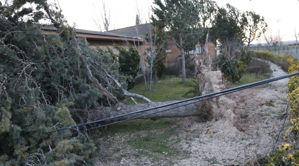 Un arbre caigut a Lleida per les ventades