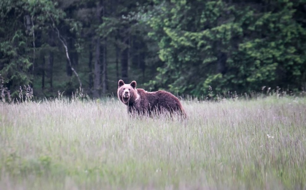 Un ós bru vist al Pirineu, en imatge d'arxiu