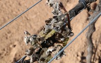 Vés a: VITEC lidera un estudi per elaborar vins d’alta qualitat lliures de sulfits